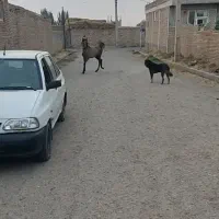 فروش کره اسب نریان