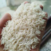 برنج کشت دوم محلی