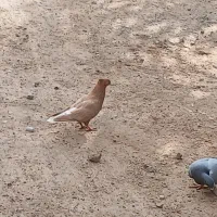 کبوتر. دمسفید