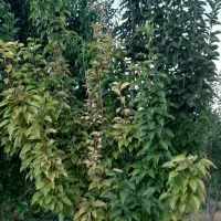 باغ ۱۰۰۰ متری در کمر بندی سراب