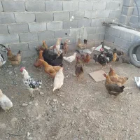 مرغ و خروس