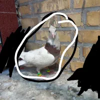 طوقی گمشده