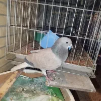 نر زرهی مخملی