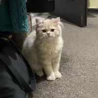 گربه اصیل با وسایل