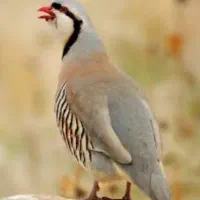 بلدرچین نر و دام پاگیرپرنده