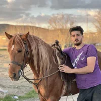 اسب کرد خالص آینده دار و پرخون