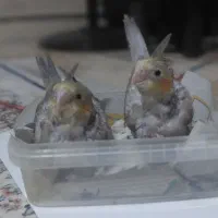 نژاد آهویی ۳۵ روزه شاه تخم