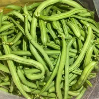 لوبیا سبز کاملا ارگانیک