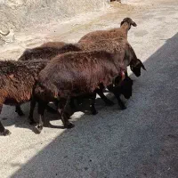 میش هترو.میش ژندار.دوقلو زا