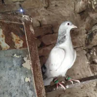 چهار عدد کفتر|پرنده|بردسکن, |دیوار