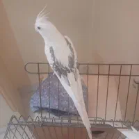 عروس هلندی نر وماده مولد آلبینو