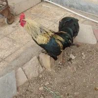 خروس