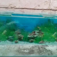 آکواریوم 10 میل جلوخم