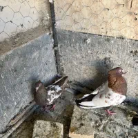 کبوتر