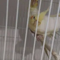 جفت عروس هلندی معاوضه