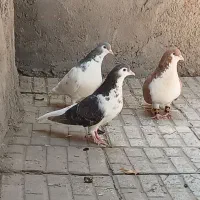 سده راست چپ
