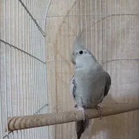 عروس هلندی نسکافه ای