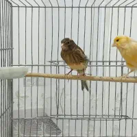 قناری|پرنده|گرگان, |دیوار
