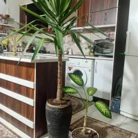 گل گیاه طبیعی یوکا