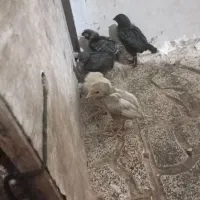 جوجه 2 ماه