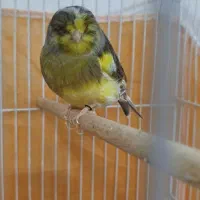 مایه قناری آماده