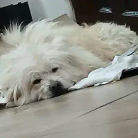 واگذاری  سگ