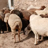 گوسفند داشتی