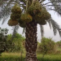 ادلی نخل شادگان