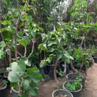 رقم تجاری بازارپسندمناسب برای همه مناطق