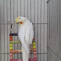 عروس هلندی