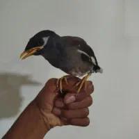 مینا شاه تخم نر به شرط