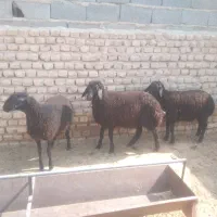 ۳ راس بره سبک برای پروار