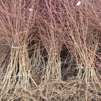 نهال بادام در تعداد محدود