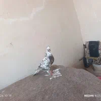 کفتر|پرنده|خواف, |دیوار