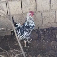 نیمچه،خروس،گلین