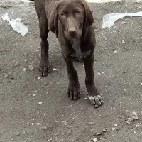 فروش یک عددطوله ماده پوینتر آلمانی  اصل