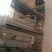 قفس 6 خان
