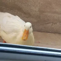 اردک