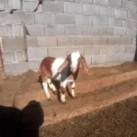 بره و بزغاله