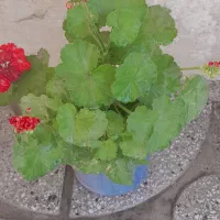 شمعدونی گل کلکسیونی