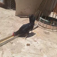 خروس گلین