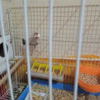 فنچ نرگسی ماده