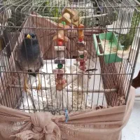 مرغ مینا ب فروش میرسد