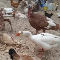 غاز|حیوانات مزرعه|بندر ماهشهر, |دیوار