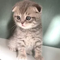 گربه سیلور و بلو