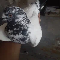 کبوتر
