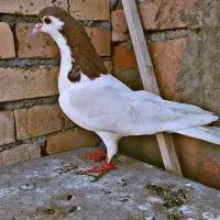 کفتر|پرنده|خوسف, |دیوار