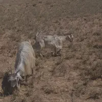 یک عدد بز شیری  شکم اول جوان با بزغاله بزرگ