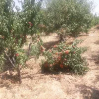 فروش باغ 3500 متری