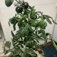 تعدادی گلدان گوجه مشکی کمیاب و خوشمزه